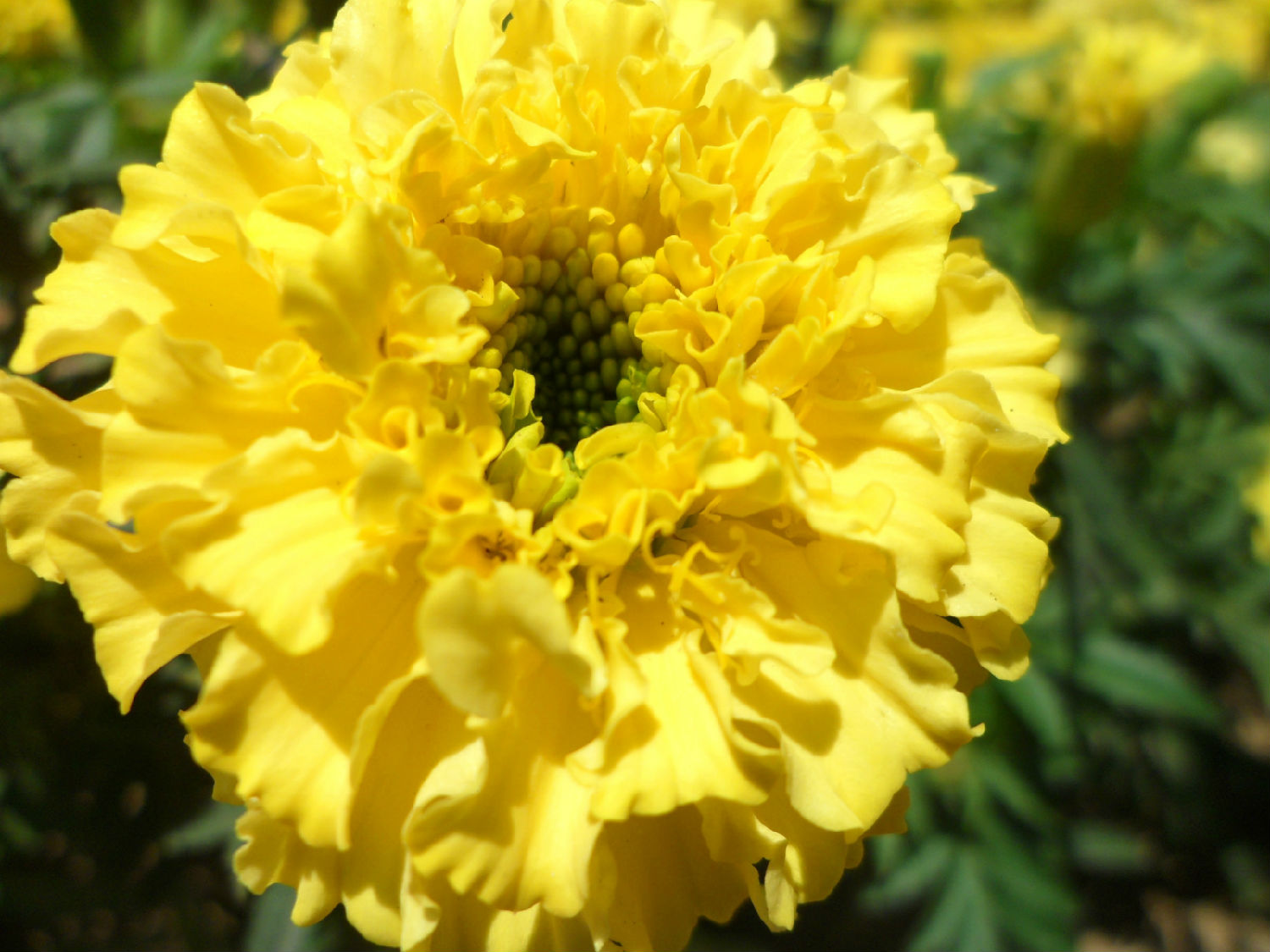 黄色的菊花.jpg